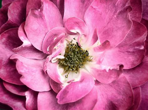 Dark Pink Rose Petals And Stamens Macro Flower Fine Art Photography