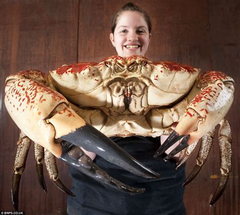 Giant Decapod Crustaceans 5 Largest Crab Species Whatdewhat