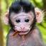 Macaque Monkey  YouTube