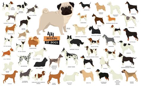 Most Popular Dog Breeds In The Us Labrador Retrievers Popular Dog