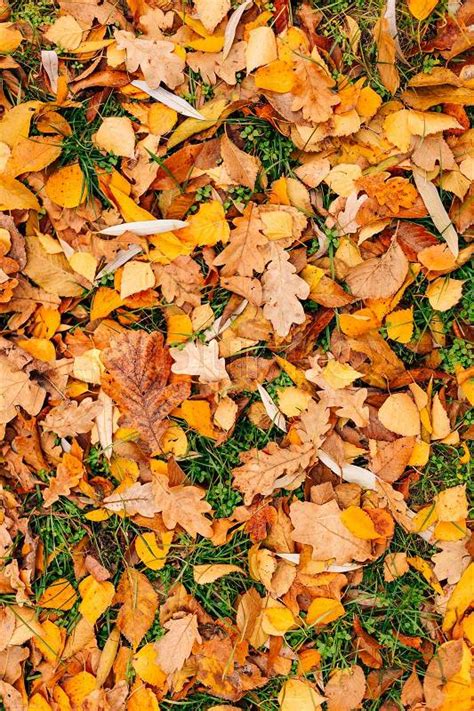 Texture Of Autumn Leaves Yellow Oak Leaf Litter On The Floor In The