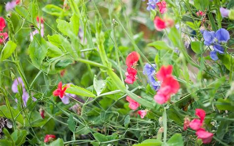 How To Grow Sweet Peas Sowing And Growing Instructions
