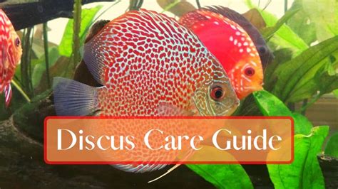 How Much Is A Discus Fish Worth A Comprehensive Guide