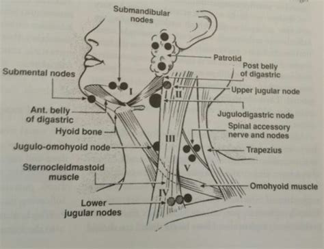 Pin By G N On Surgery Lymph Nodes Anatomy Neck Muscle Anatomy