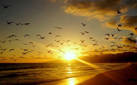Zachód Słońca Morze Ptaki