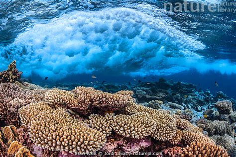 Stock Photo Of Wave Breaking Over The Reef Table Coral Acropora