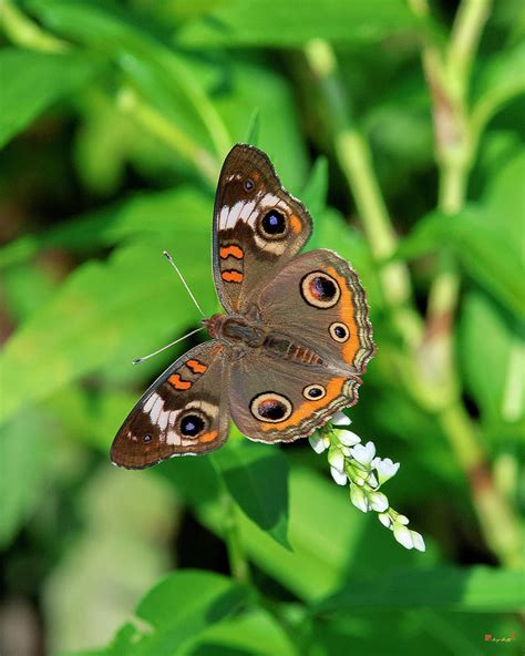 Common Buckeye Butterfly Din0276 Photograph By Gerry Gantt Fine Art
