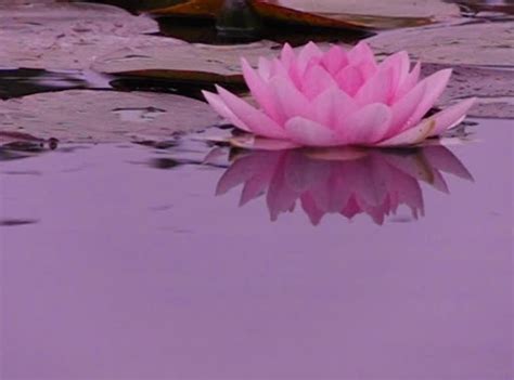 Lotus Floating On Water 03 Loop Slow Motion 210fps Stock Footage Video