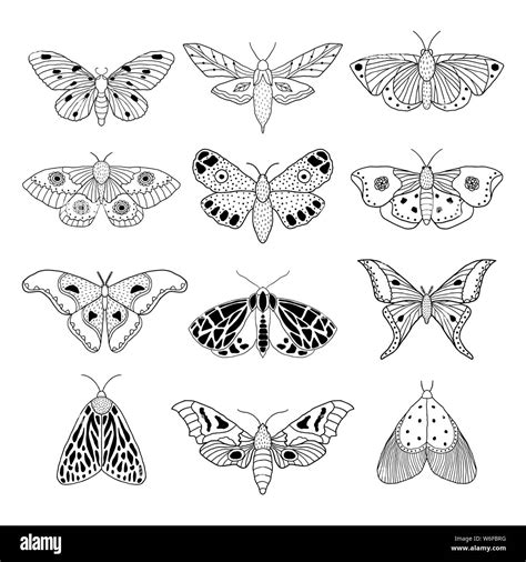 Set Of Hand Drawn Moths And Butterflies In Doodle Style On White