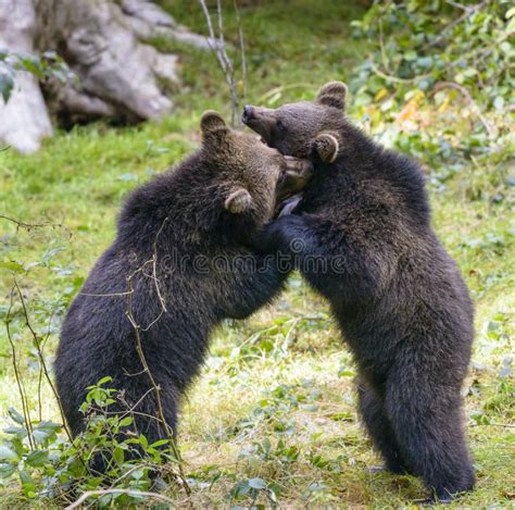 Two Brown Bear Cubs Play Fighting Stock Photo Image Of Cute Play