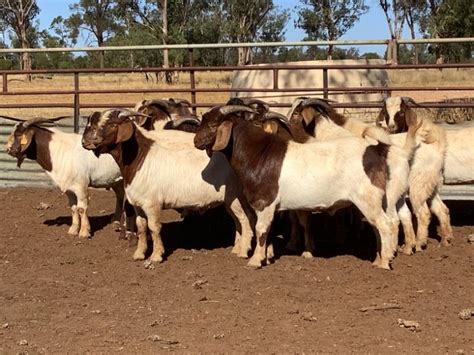 Lot 407 13 Goats Bucks Auctionsplus