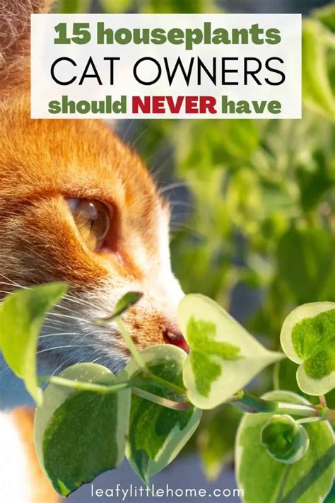 15 Houseplants That Are Toxic To Cats The Leafy Little Home
