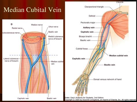 Subscribe to learn interesting facts about the human body every day. PPT - Blood Supply of the Upper Limb PowerPoint ...