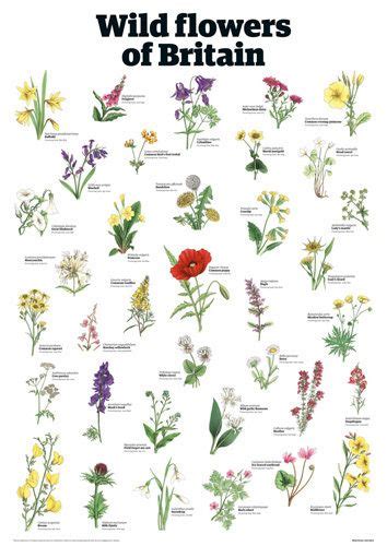 Pin By Sarah Razionale On Art Theme Floral British Wild Flowers