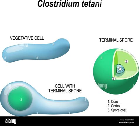 Clostridium Tetani Anatomy Of The Cell With Terminal Spore And
