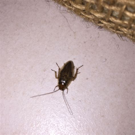 Tipps, tricks und hausmittel gegen ameisen in der wohnung und im garten. Hilfe! Plötzlich diese Käfer im Haus. Sind das Schaben ...