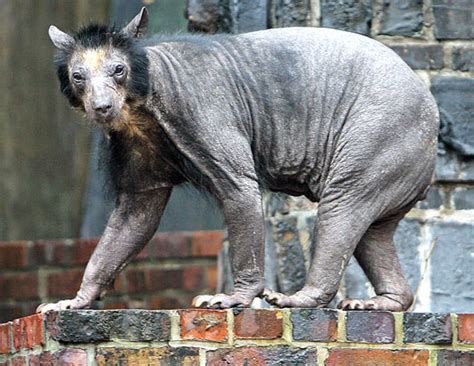 Ugly Animals Without Hair Animals Bears Bear Hairless Shaved Funny Bald