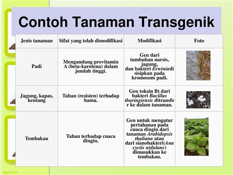 Detail Contoh Tanaman Transgenik Koleksi Nomer 4