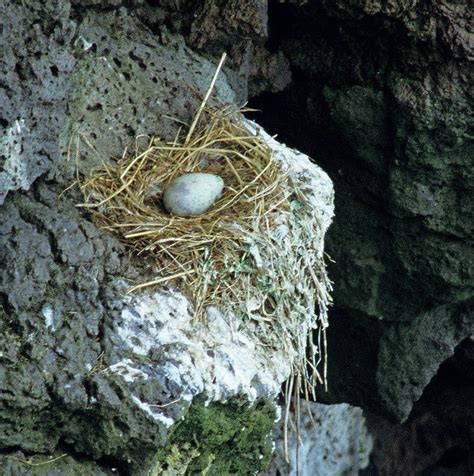 Kittiwake Nest With Egg Bird Eggs Birds Bird Feathers