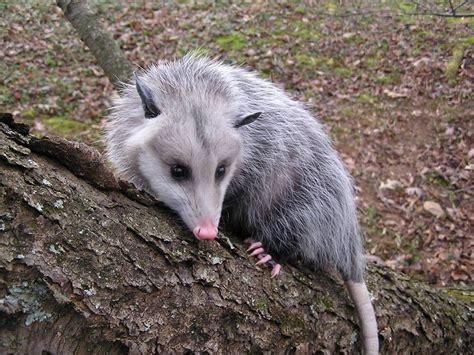 Opossums Dont Build Their Own Dens They Often Take Shelter In