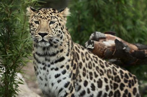 Amur Leopard Brilliant News