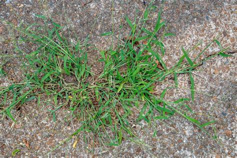 What Does Crabgrass Look Like 2022