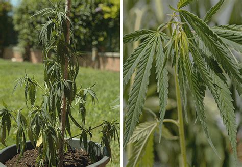 When i first started growing cannabis i heard this symptom was nutrient burn (too many another overwatered seedling showed a different sort of curling and cupping. Over Watering Cannabis Plants: What Are Its Effects?