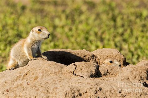 Cautious Prairie Dog Pups Photograph By Natural Focal Point Photography
