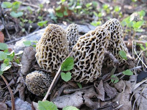 Will This Year Be the Best Yet for Morel Mushroom Hunters? | OutdoorHub