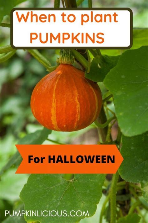The whole process took me less than an hour. When to plant Pumpkins for Halloween | Pumpkin ...