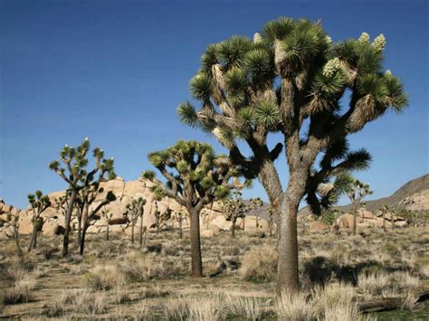 It is the largest of the yuccas and grows only in the mojave desert. Yucca brevifolia (Joshua Tree) | World of Succulents