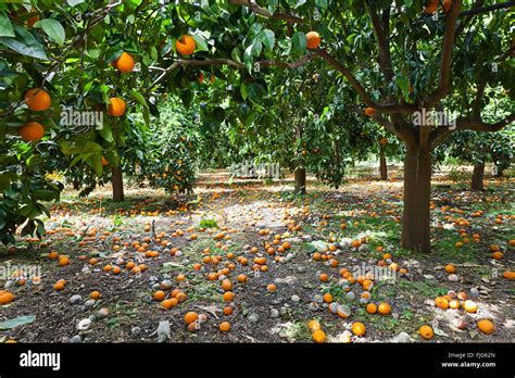 Fallen Rotten Oranges Beneath Trees In An Orange Orchard Plantation