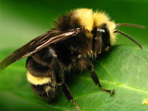 Black Bumble Bee