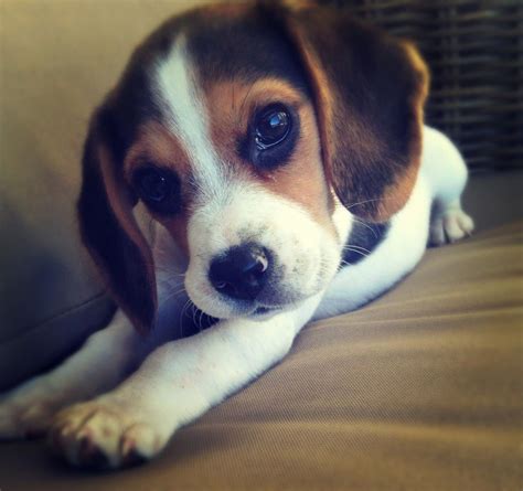 Beagle Puppy Los Angeles