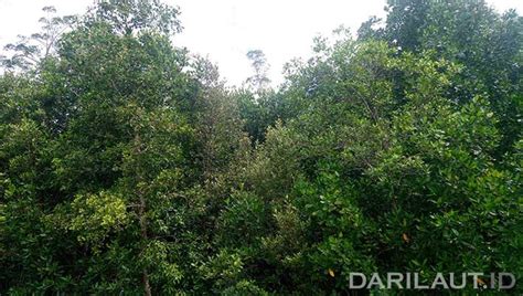 Petugas Menangkap Pelaku Pembalakan Liar Hutan Mangrove di Langkat - Dari Laut