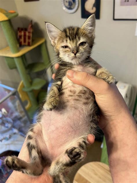Owner Fearing For Kittens Life Rushes Her To Vet Told Cat Is Just Fat
