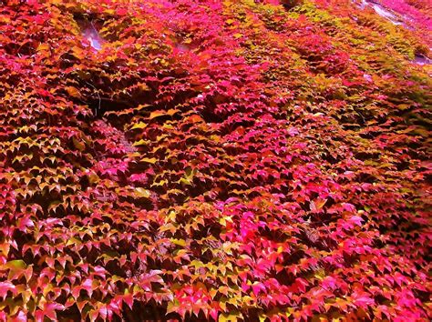 How To Grow Virginia Creeper Grow Virginia Creeper And Its Care