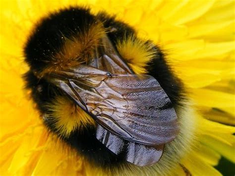 Download pinterest images of real bumble bees - Google Search ...