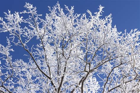 Frosty Tree Branch On Blue Sky Background Branch Of Tree With White