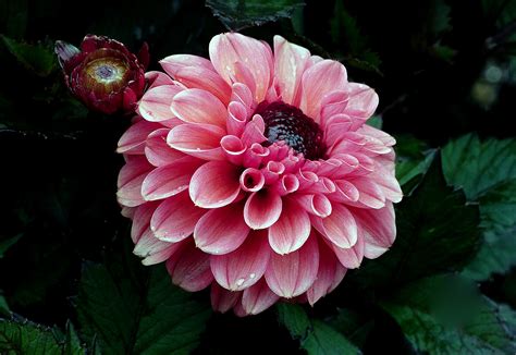 Free Images Flower Petal Pink Flora Flowers Dahlia Gardening