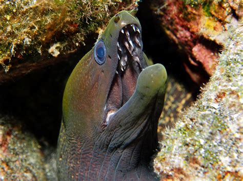 Undulated Moray Eel Gymnothorax Undulatus Big Island Hawaii