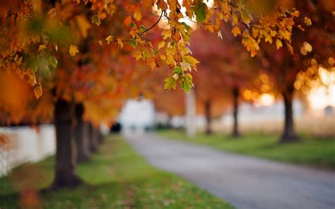 Download Nature Close Up Leaves Autumn Trees Path Grass Green Meadow