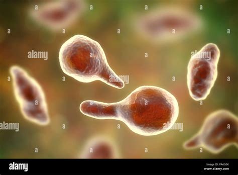 Mycoplasma Genitalium Bacteria Illustration It Is A Sexually