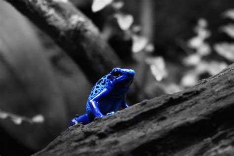 4k Blue Poison Dart Frog Wallpapers Background Images