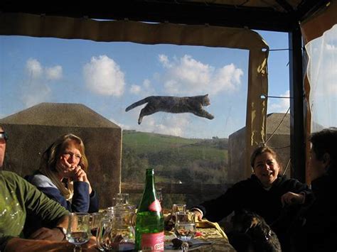 10 Of The Most Hilarious Cat Photobombs That Are Ever Seen