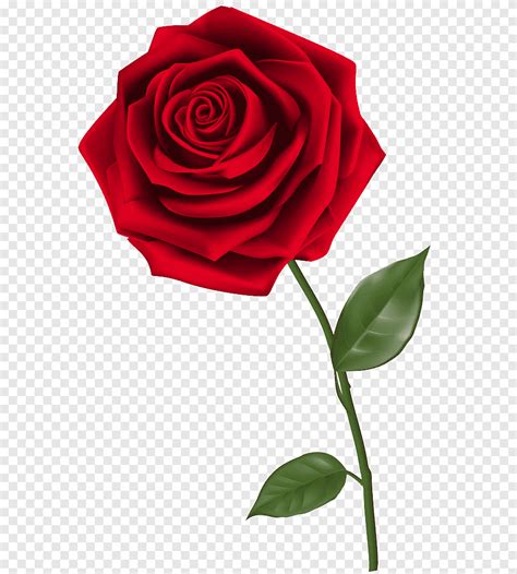 Rosas Ilustraci N Rosa Roja Png Pngegg