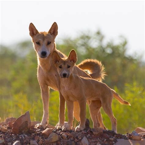 Dingo Mum And Pup Australian Animals Dingo Puppies