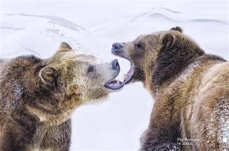 Open Wide And Say Ahhh Photograph By Peg Runyan Fine Art America