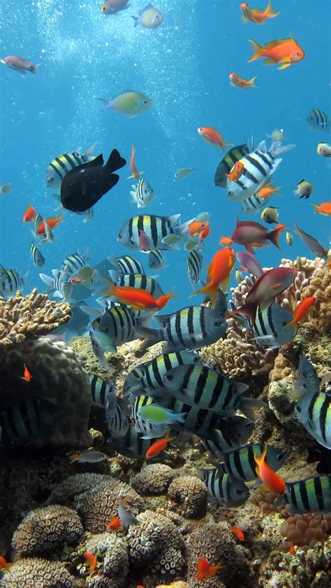 Underwater Wallpaper Underwater Ocean Fish 52295 1080x1920