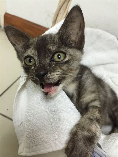 One of the two is purebred while the other isn't, but either of them makes an adorable pet. Domestic Short Hair Kitten Adopted - 6 Years, PF70630 from ...